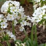 Primula denticulata Flower