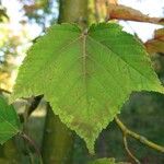 Acer rufinerve Leht