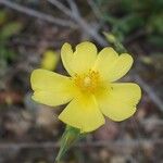 Tuberaria lignosa Flower