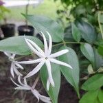 Jasminum laurifolium 花