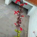 Salvia roemeriana Folla