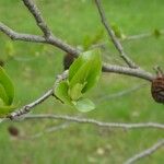 Alnus cordata Fuelha