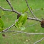 Alnus cordata পাতা