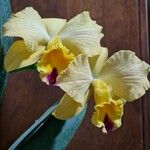 Cattleya spp. ᱵᱟᱦᱟ