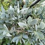 Hertia cheirifolia List