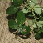 Galactia striata पत्ता