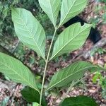 Guarea pubescens Leaf