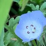 Nemophila phacelioides Цвят