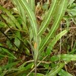 Pteris cretica Blatt
