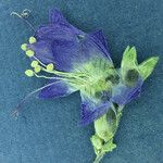 Polemonium occidentale 花
