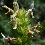 Betonica alopecuros Virág