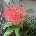 Scadoxus multiflorus Flor