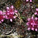 Saxifraga retusa Hábitos