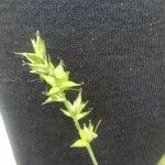 Carex pairae Blomma