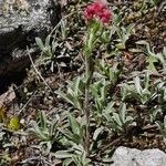 Antennaria dioica Хабит