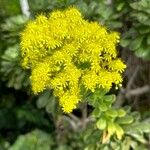 Aeonium simsii Blüte