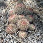 Pediocactus simpsonii Foglia