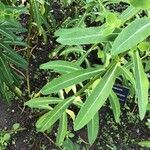 Euphorbia cornigera Leaf