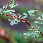 Rosa abietina Blad