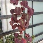 Oxalis hedysaroides Leaf
