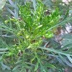 Euryops pectinatus Folio