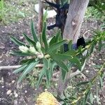 Leucospermum cordifolium Leaf