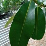 Calophyllum brasiliense List