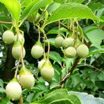 Styrax japonicus Frugt