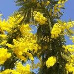 Acacia dealbata عادت