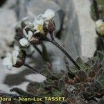 Draba dubia Цвят