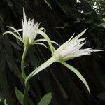 Epiphyllum phyllanthus