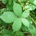 Rubus sprengelii その他の提案