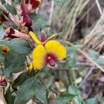 Bossiaea ornata