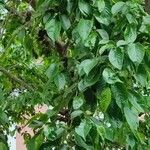 Alnus japonica Plod