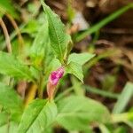 Cuphea viscosissima Fiore