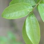 Hirtella racemosa Leaf
