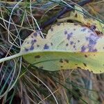 Salix pyrenaica Leaf