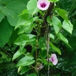 ipomoea litoralisAnnet