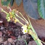 Sisyrinchium striatum Flower