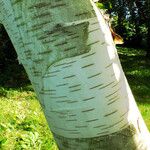 Betula utilis Bark