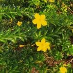 Allamanda cathartica Hábito