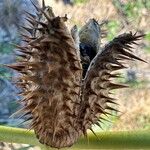 Datura ferox Плод