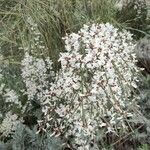 Retama monosperma Flower