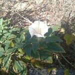 Datura discolorKukka