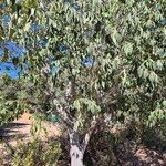 Celtis australisBlatt