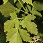 Cardiospermum grandiflorum Feuille