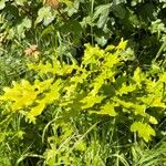 Quercus × rosacea Blad