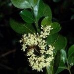 Psydrax odoratus Flower