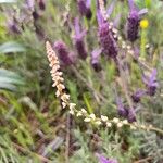 Sesamoides purpurascens 花