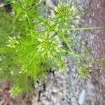 Cardamine impatiens Leaf